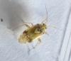Lygus sp.